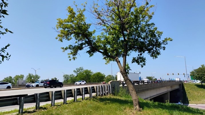 An image showing an overpass, with a tree in the foreground.